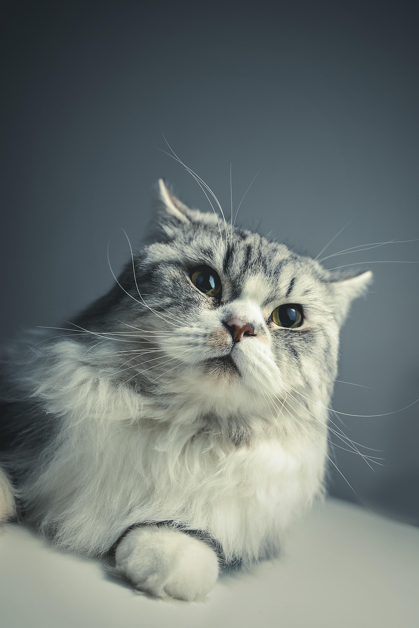 cat, persian breed, black grey, pet, animal, pets