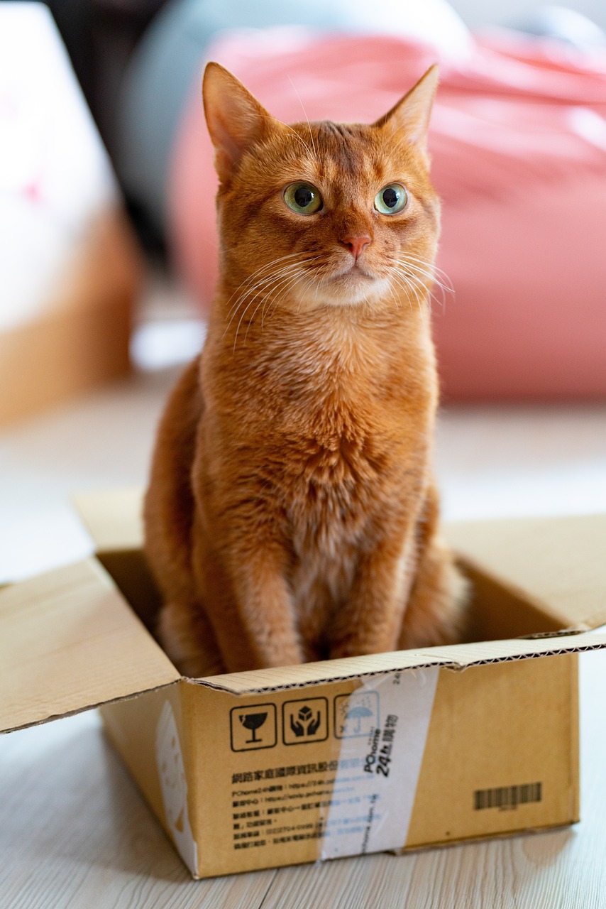 cat, nature, tabby cat, pet, orange tabby cat, animal, domestic cat, cute cat, feline, house cat, mammal