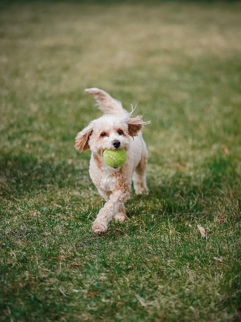 dog, pet, poodle, nature, doodle, cute, animal
