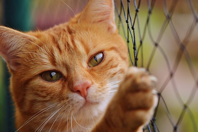 cat, red, cute, mackerel, tiger, cozy, nature, animal, domestic cat, fur, wildlife, domestic animal, cat face, pet, young cat, playful, red mackerel tabby, kitten, red cat, cat eyes, web, cat net