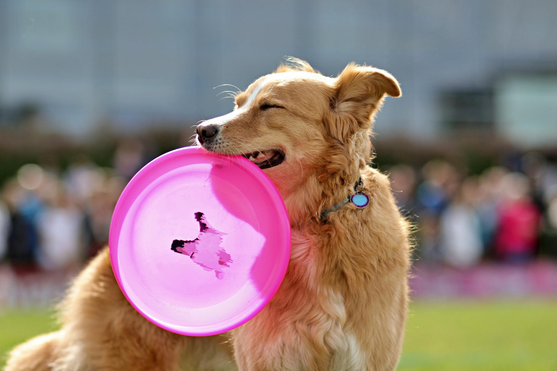 Cheerful Golden Retriever holding a pink frisbee in its mouth, outdoors.