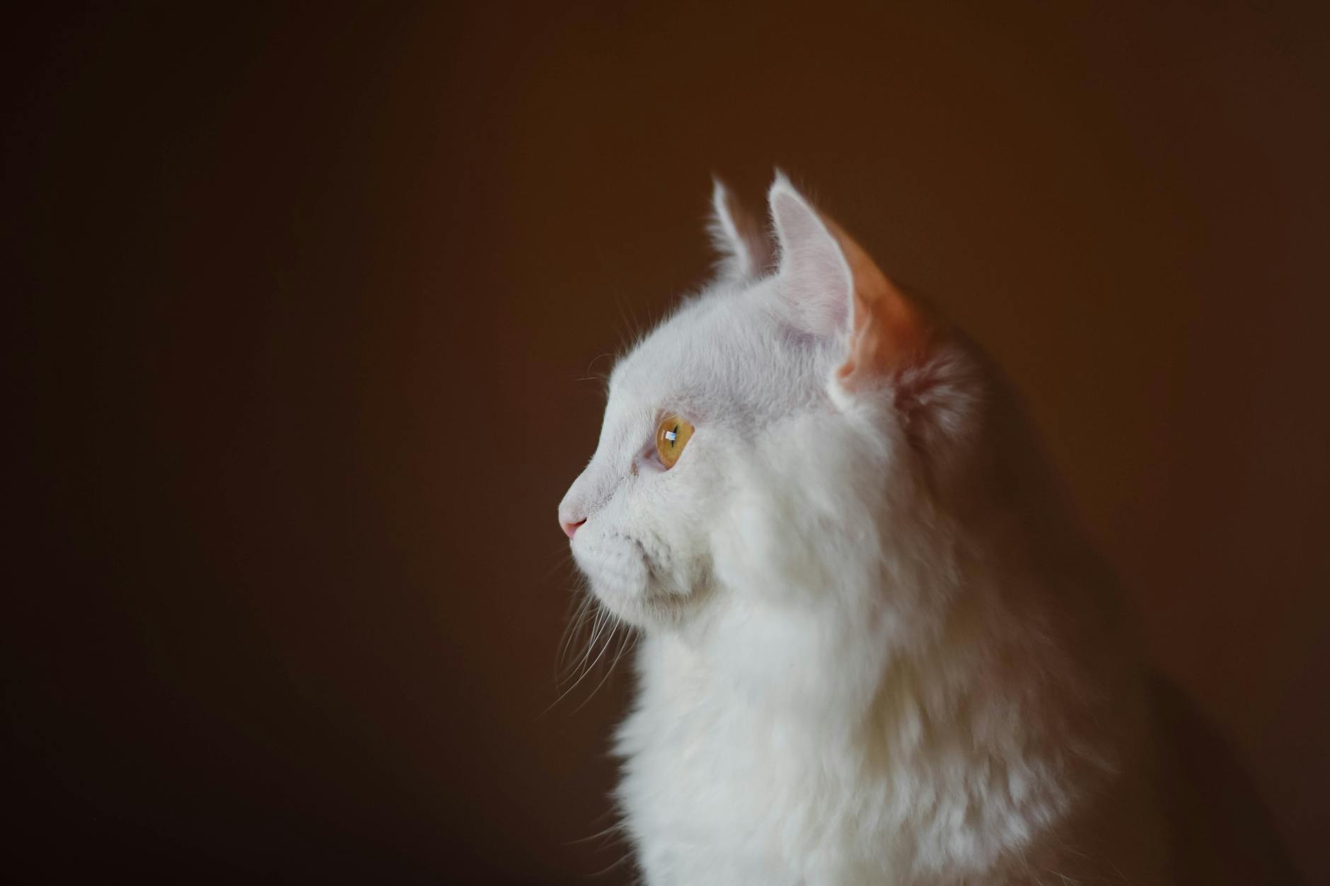 A serene side profile portrait of a white Turkish Angora cat against a brown background.