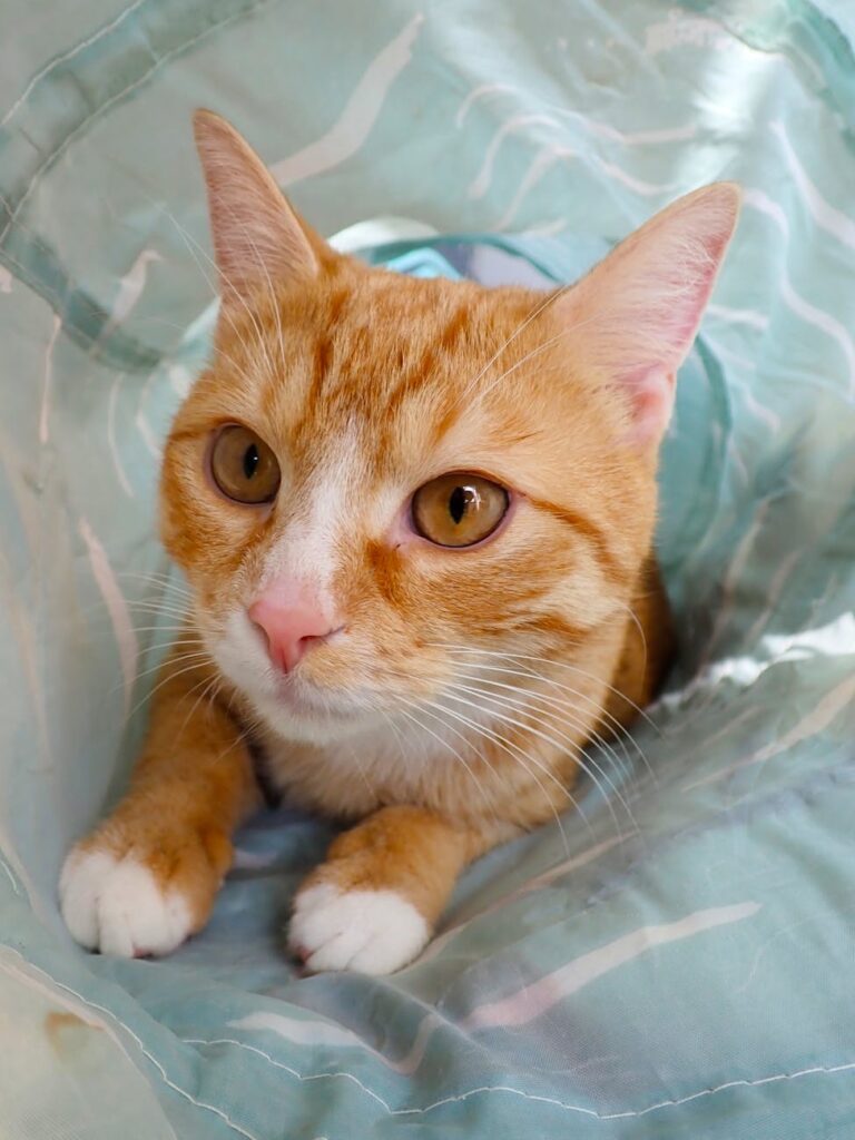 pexels-photo-16462859-16462859 Cute ginger tabby cat with curious eyes peeking from an indoor tunnel, highlighting its playful and curious nature.