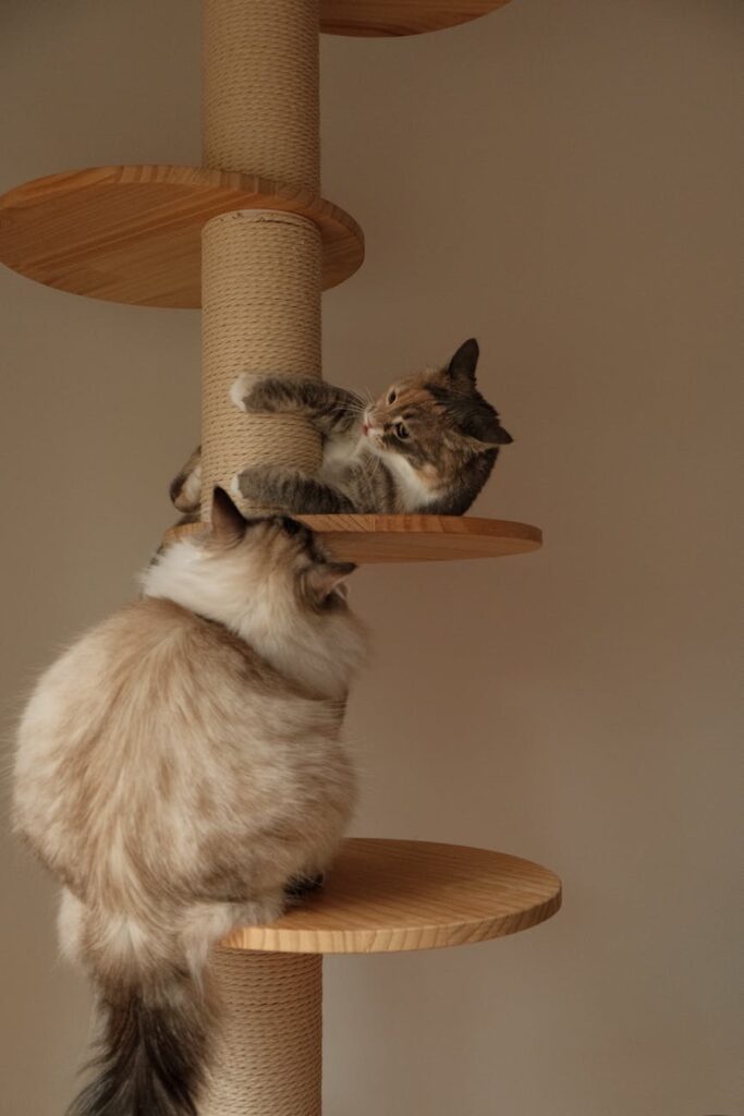 pexels-photo-16881826-16881826 Two cute domestic cats playing on a cat tree, showcasing playful behavior and furry cuteness.