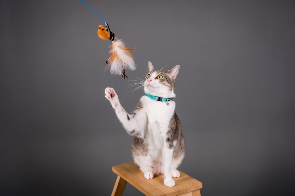 pexels-photo-26612983-26612983 Cute cat sitting on stool, playing with toy. Perfect for pet photography and animal lovers.