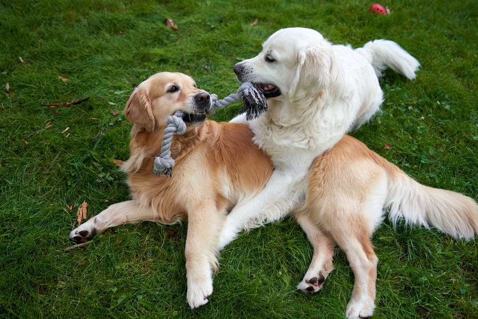 pexels-photo-27636744-27636744-1 Joyful golden retrievers playing with a rope toy on green grass in Oslo.