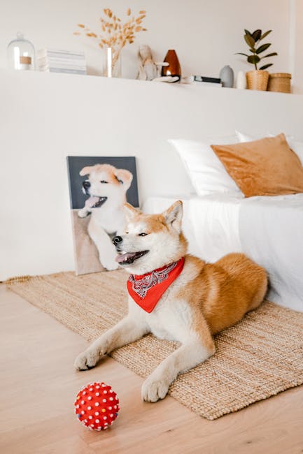 pexels-photo-4498882-4498882 Happy Shiba Inu lying on a rug indoors with a red toy ball.