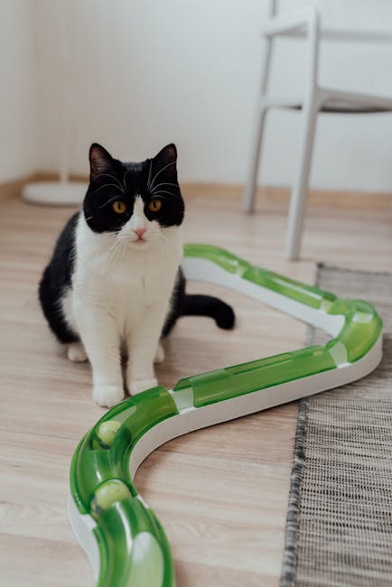 pexels-photo-7726110-7726110 Adorable tuxedo cat playing with a green and white interactive toy on a wooden floor.
